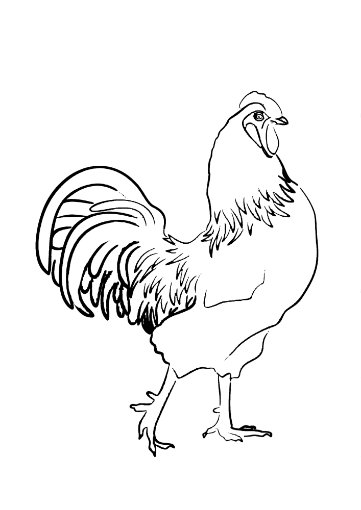 Conecte los puntos para obtener el pollo, y luego Puede decorarlo de acuerdo con el patrón sugerido.