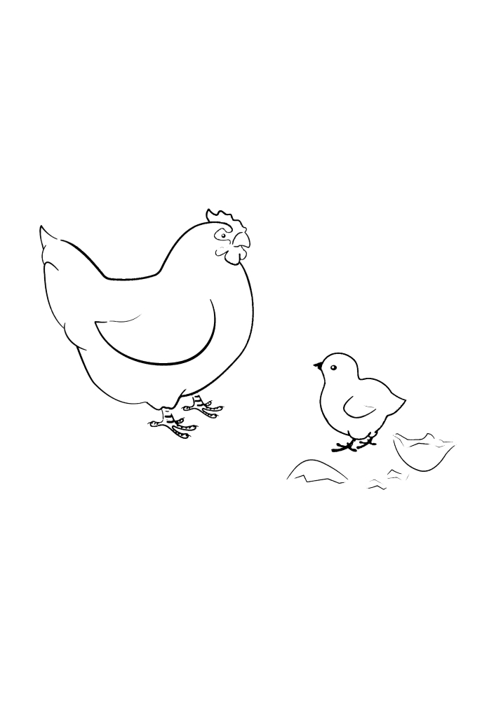 Chicken and Chicken-coloring book