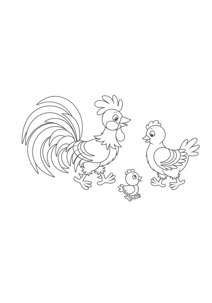 Une famille de poulet.